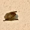 CHAUVE-SOURIS accrochée au mur de la maison derrière un volet. ISABELLE TURBAN